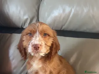 Cockapoo dogs Cockapoo puppys - Advert 11