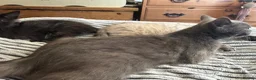 Mixed Breed cats for sale: Blue x Siberian Two Boy kittys - Advert 3
