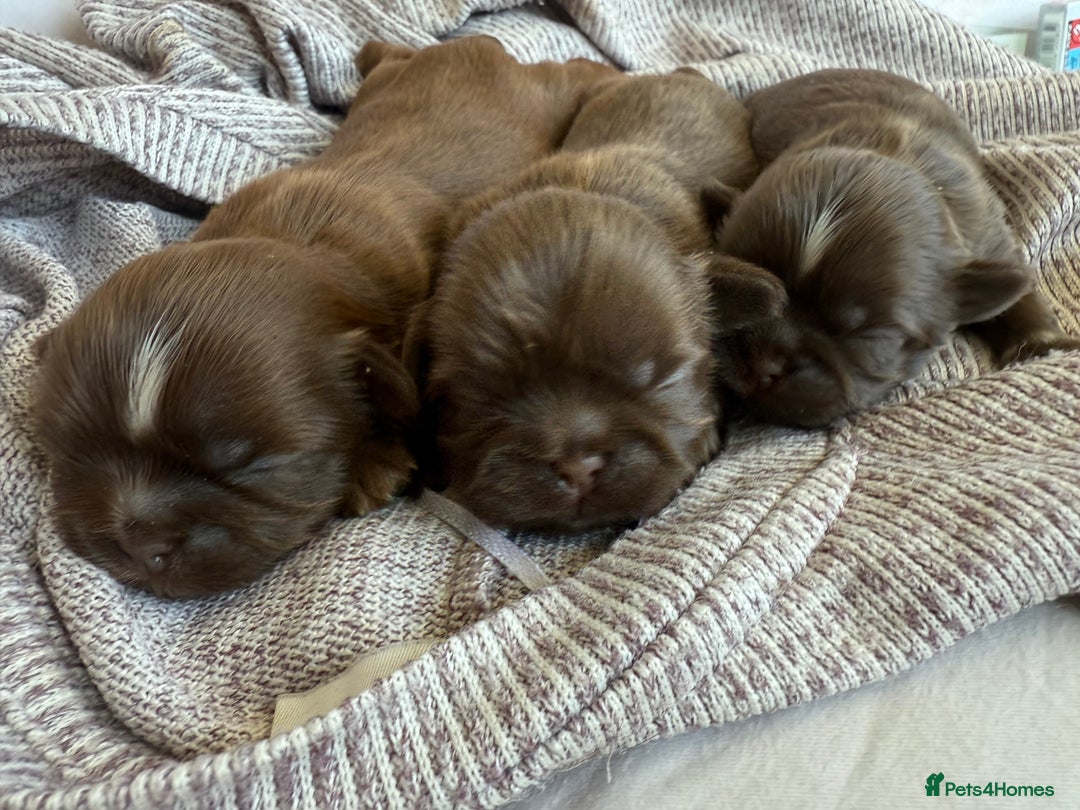 Shih Tzu dogs for sale: Adorable Shih Tzu puppies - Image 11