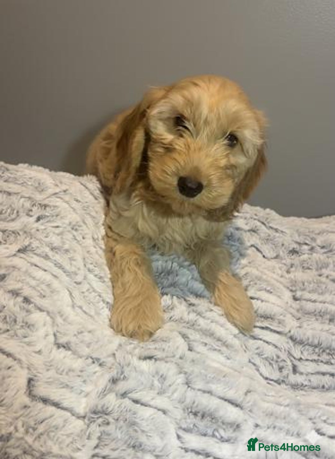 Cockapoo dogs for sale: Cockapoo puppies for sale  - Advert 7