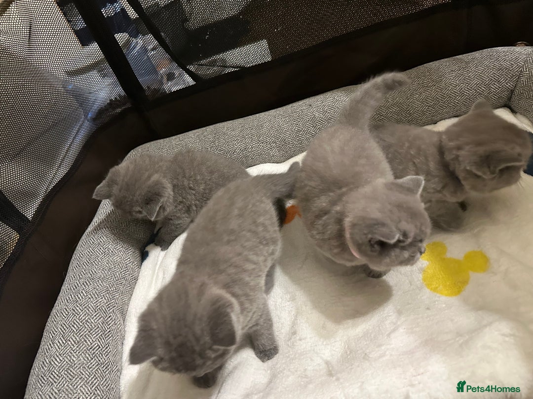 British Shorthair cats for sale: British Shorthair kittens Lilac/Blue 3 Girls 1 Boy - Image 33
