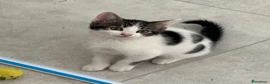 Kitten 1