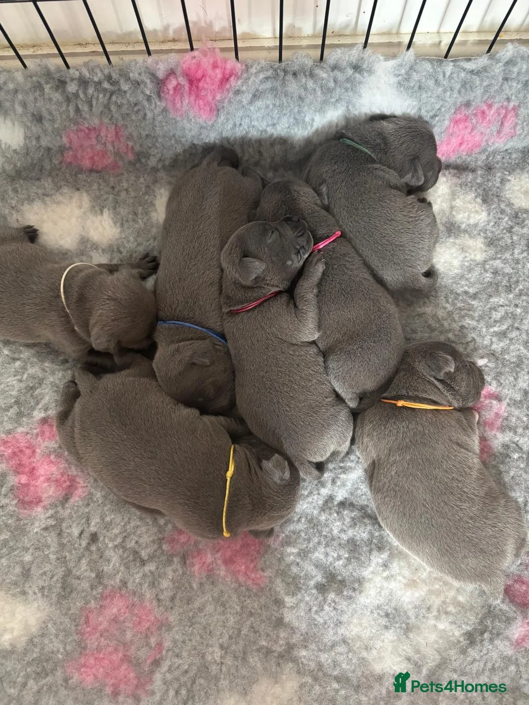 Staffordshire Bull Terrier dogs for sale: 1 Male Left! Blue Staffordshire Bull Terrier  - Advert 2