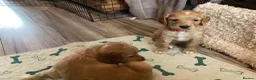 Cocker Spaniel dogs for sale: Cocker spaniel pups  - Advert 4
