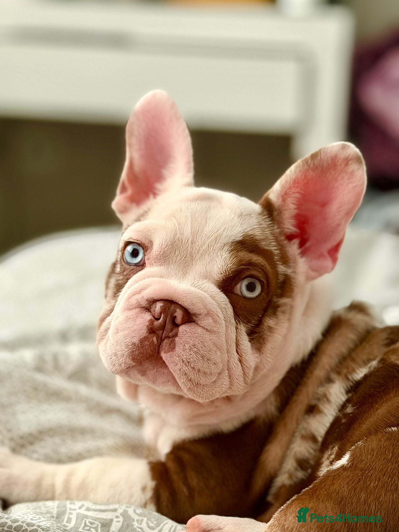 French Bulldog dogs Looking for a lap - Advert 1
