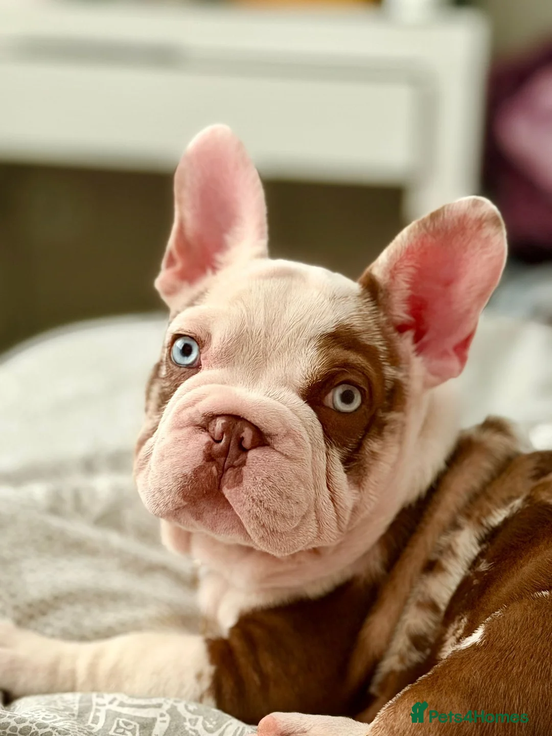 French Bulldog dogs for sale: Looking for a lap in Huntingdon - Advert 1