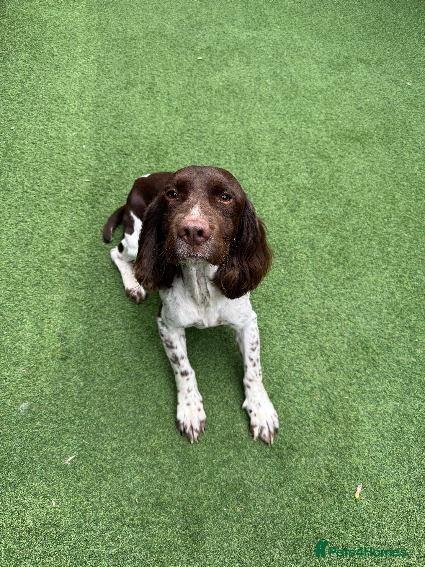 English Springer Spaniel dogs OUR GORGEOUS BOY DEXTER LOOKING FOR A SPECIAL HOME - Advert 16