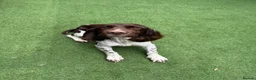 English Springer Spaniel dogs for sale: OUR GORGEOUS BOY DEXTER LOOKING FOR A SPECIAL HOME - Advert 1