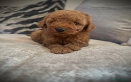 Cockapoo dogs for sale: 🌸Stunning fox red toy cockapoo🌸 - Image 4