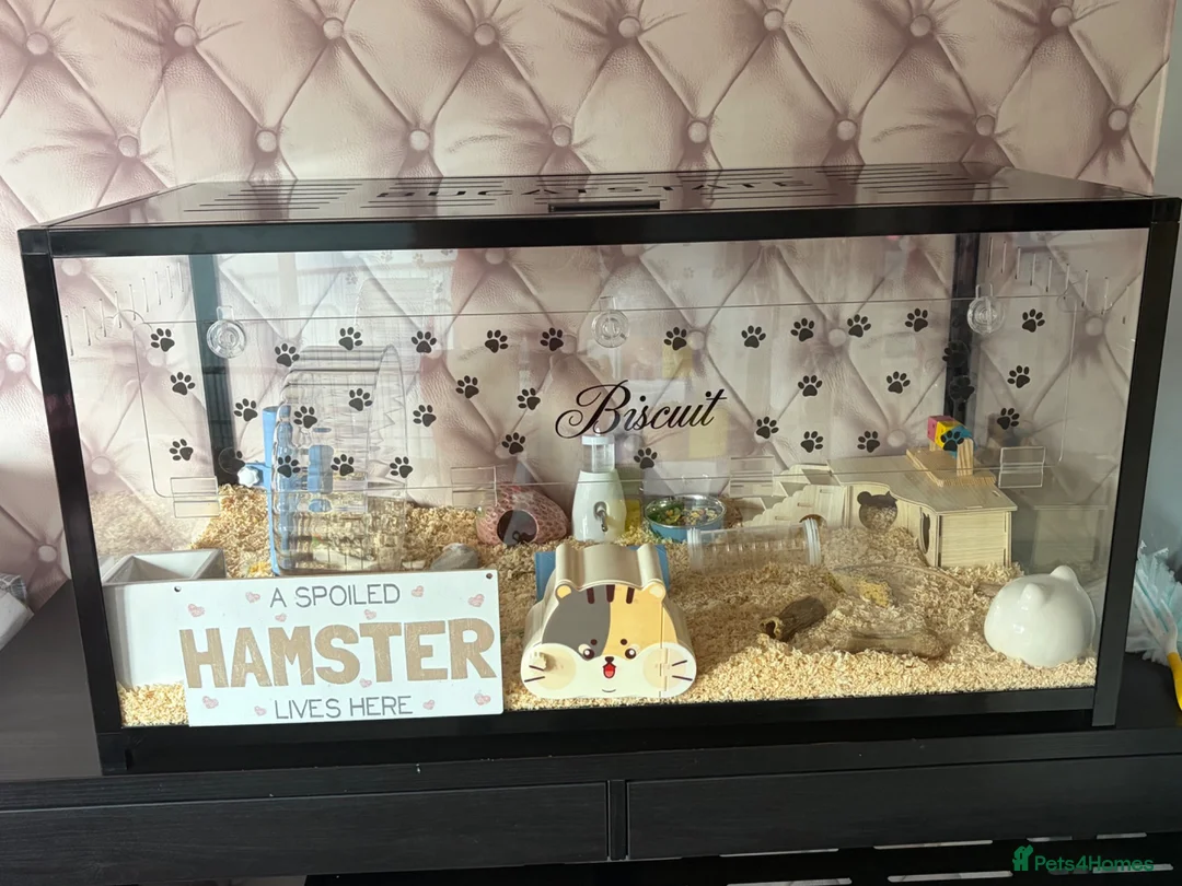 Hamster rodents for sale: Male Syrian hamster and full set up  - Advert 1