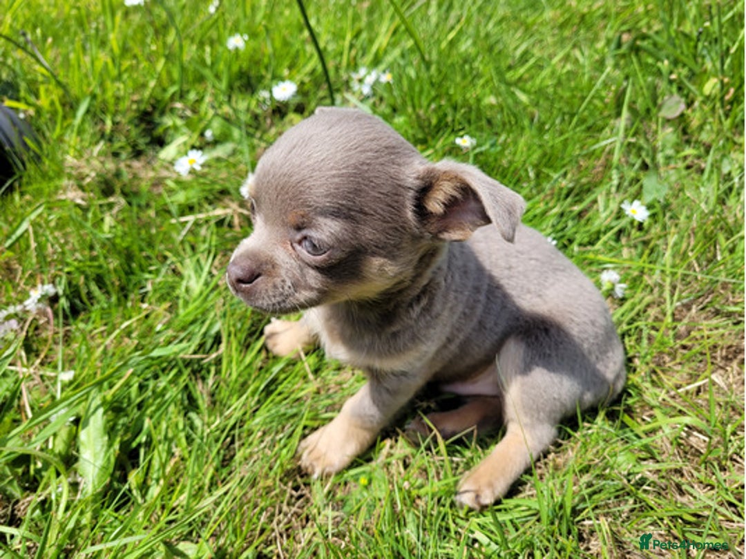Chihuahua dogs for sale: Beautiful chihuahua puppies - Image 3