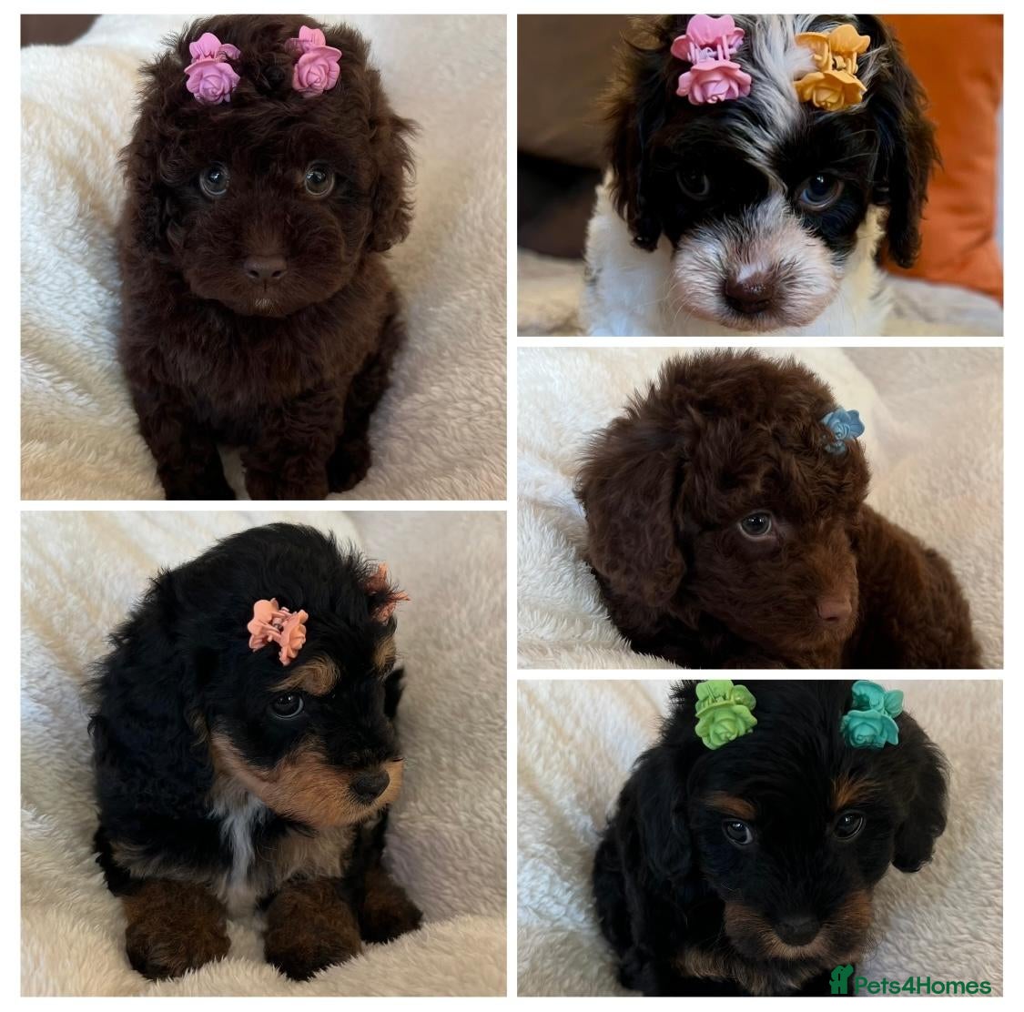 Cavapoo dogs for sale: Curly Toy Cavapoo’s from health tested parents - Advert 1