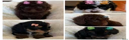 Cavapoo dogs for sale: Curly Toy Cavapoo’s from health tested parents - Advert 5
