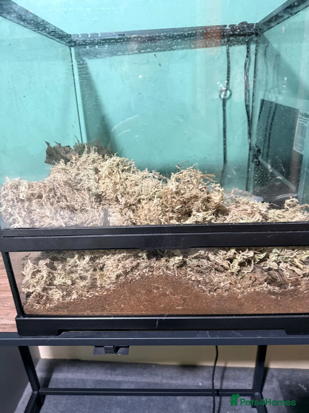 Snails invertebrates for sale: 4 Giant African Land Snails - Advert 3