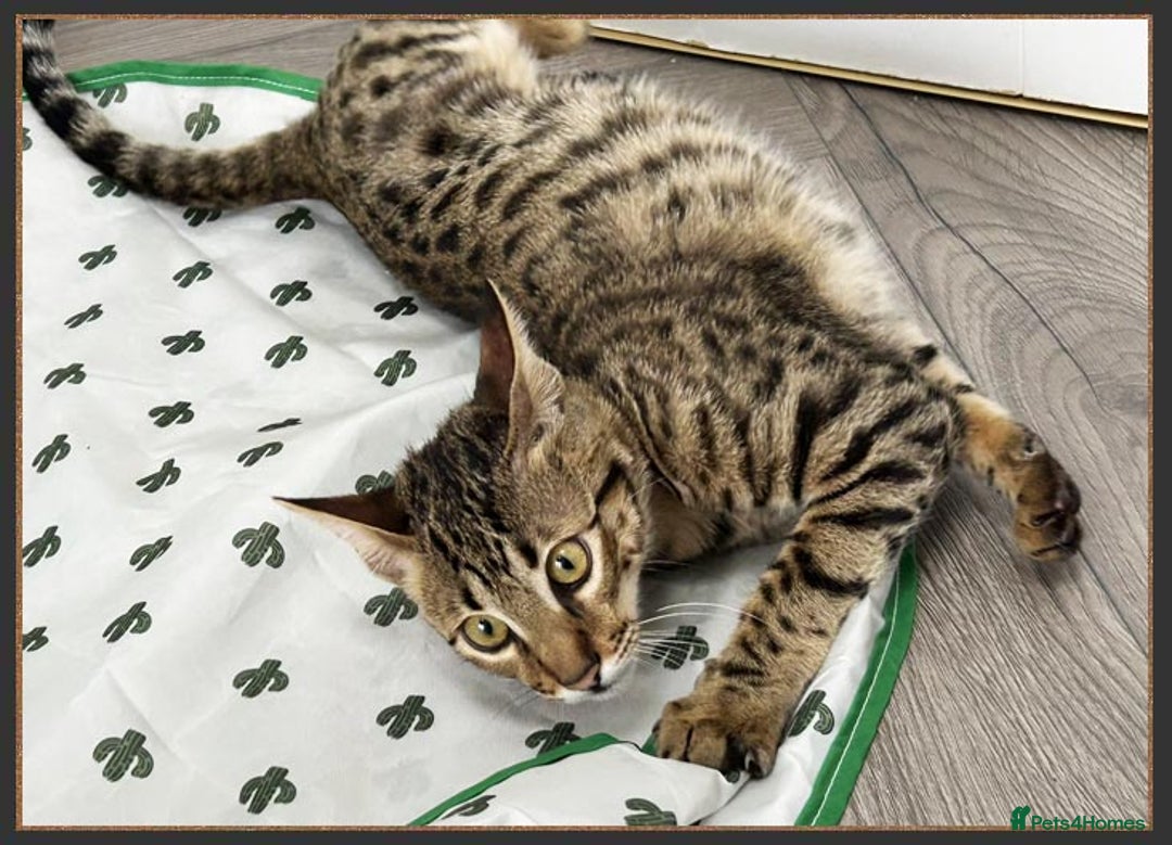 Savannah cats for sale: Dramatically reduced and ready F5 SBT Savannahs in Bingley - Image 18