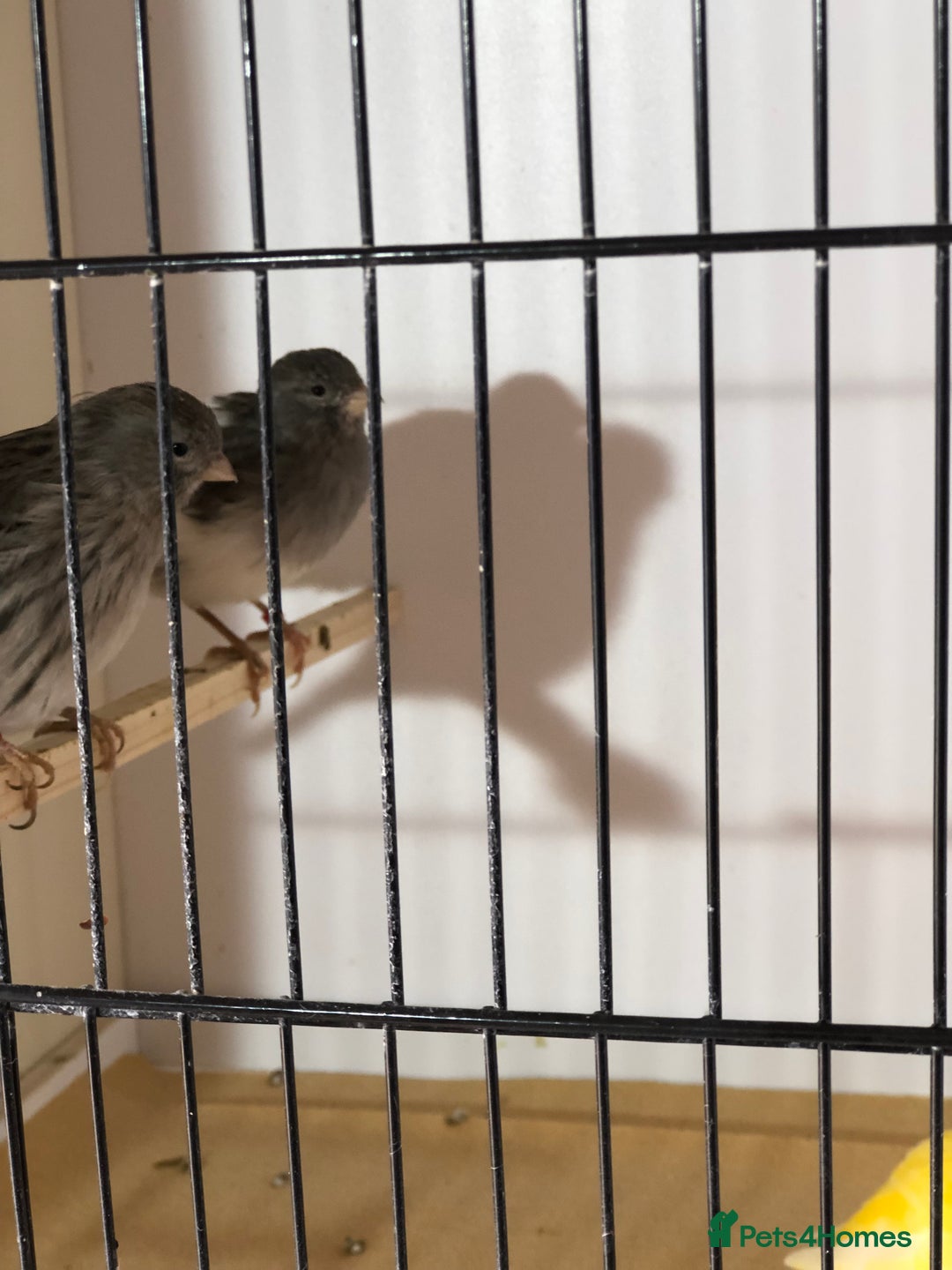 Canaries birds for sale: Fife canaries for sale 2025 bred - Image 12