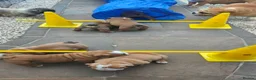 English Bulldog dogs for sale: KC Reg.English Bulldog puppies - Advert 3