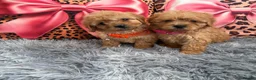 Cavapoo dogs for sale: Adorable poppies - Advert 5