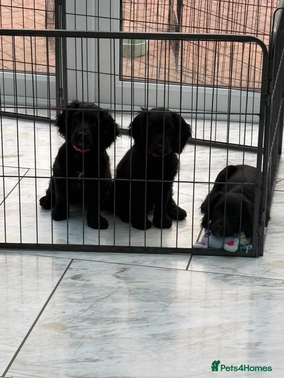 Sprocker dogs for sale: 2 beautiful girl sprockers for sale  - Advert 10