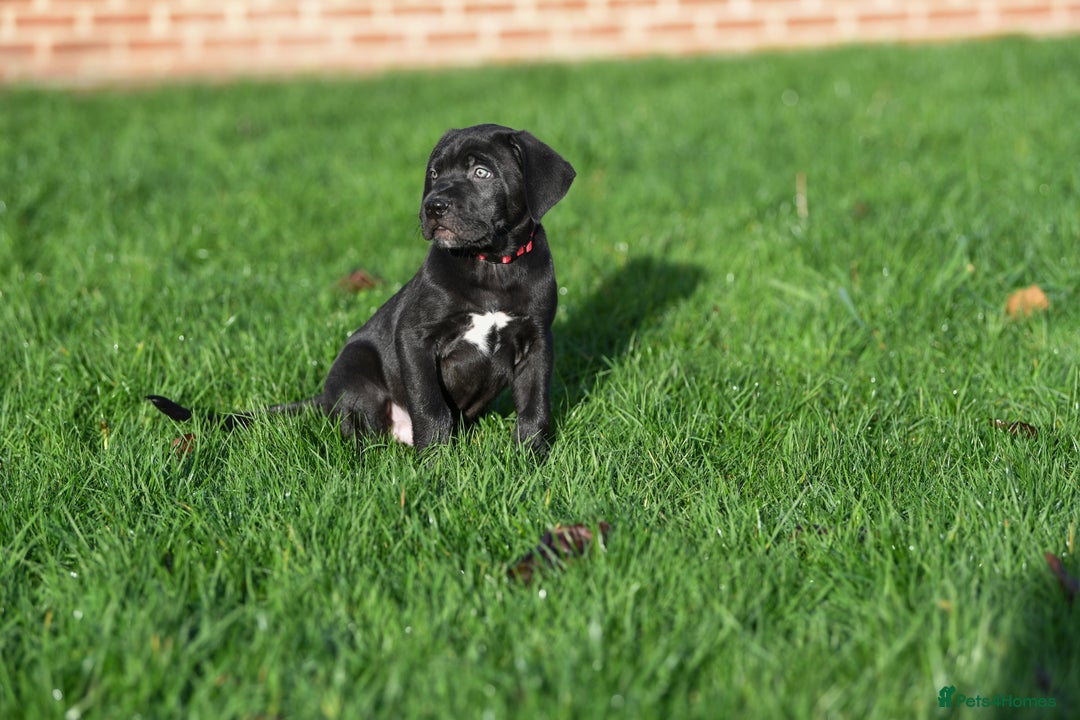 Cane Corso dogs for sale: Elite cane corso puppies  - Advert 14