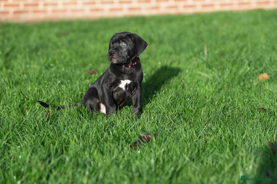 Cane Corso dogs for sale: Elite cane corso puppies  - Advert 14