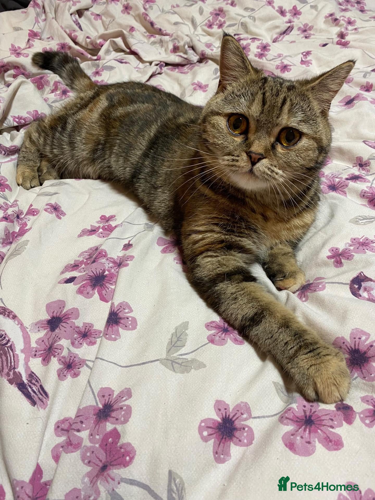 Scottish Fold cats Scottish Fold Kittens  - Advert 1