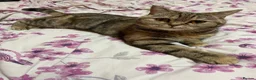 Scottish Fold cats for sale: Scottish Fold Kittens  - Advert 1