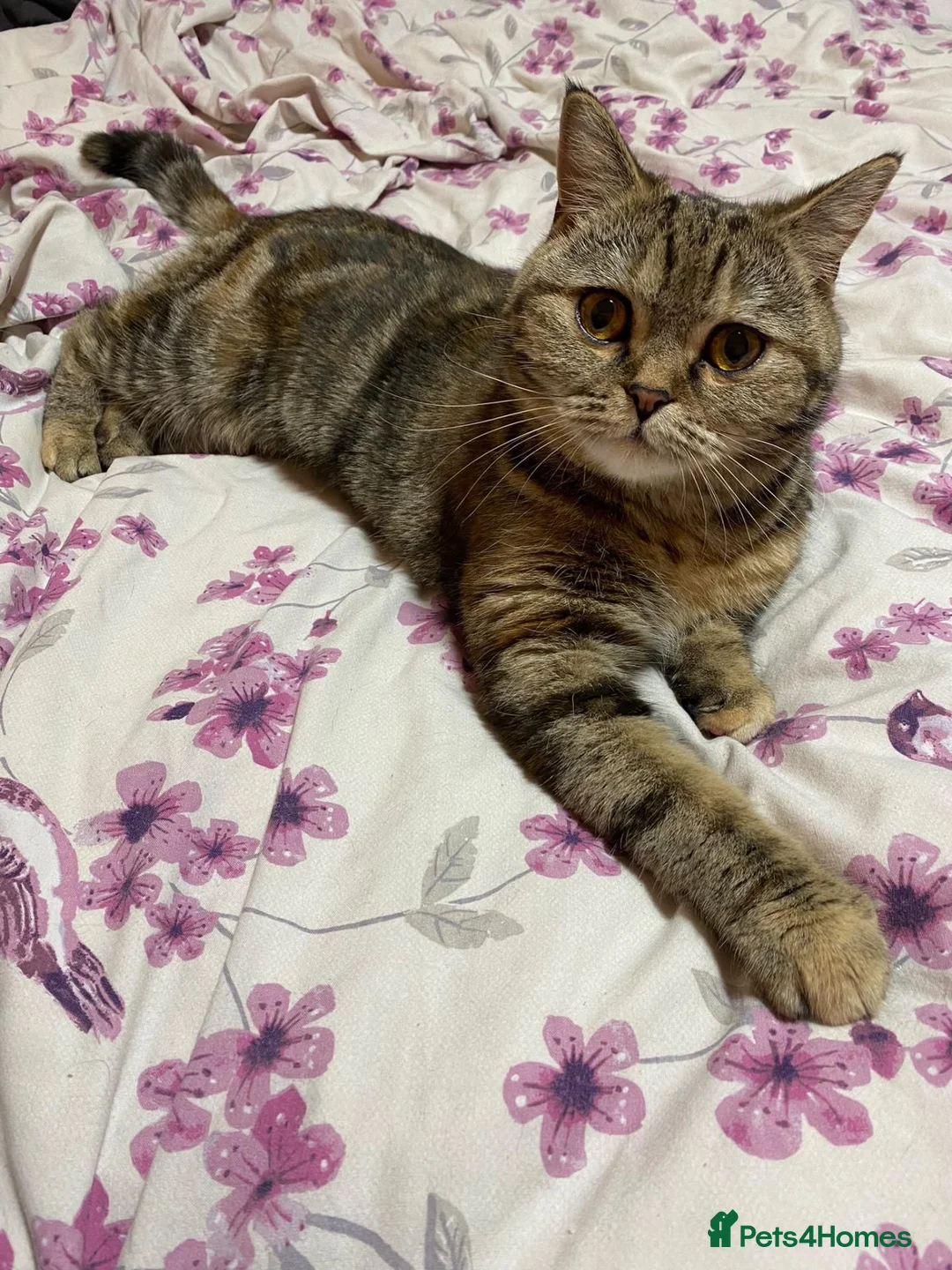 Scottish Fold cats for sale: Scottish Fold Kittens  - Advert 1