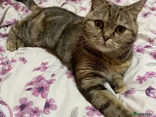 Scottish Fold cats Scottish Fold Kittens - Advert 3