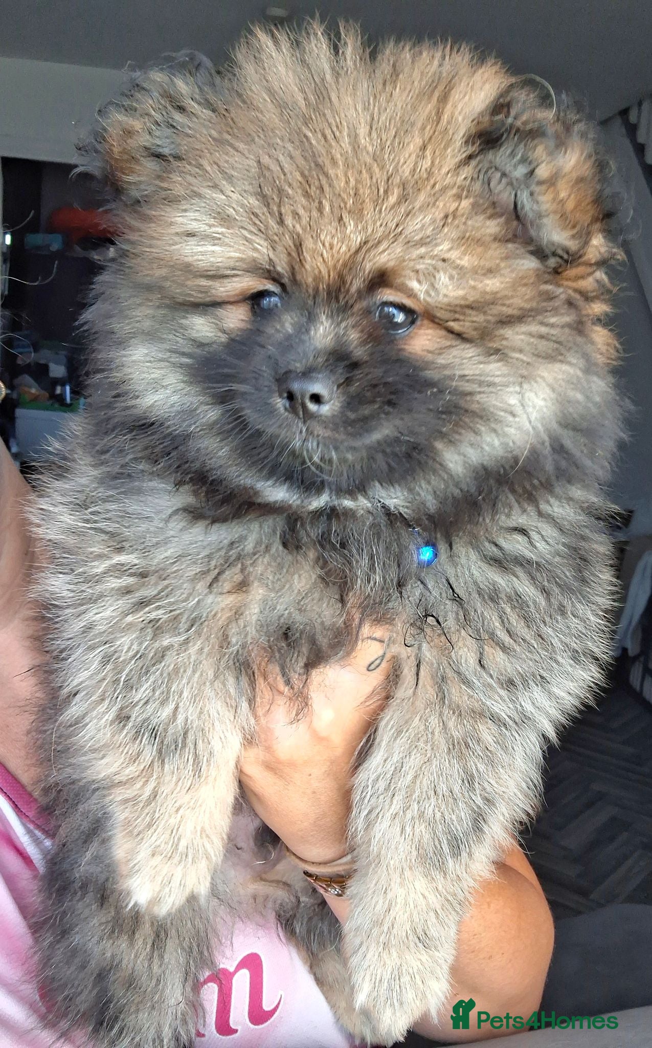 Pomeranian dogs 🌟Ready now!!last boy left🥰 - Advert 2