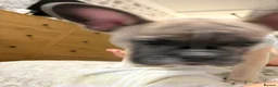French Bulldog dogs for sale: French bulldog  - Advert 12