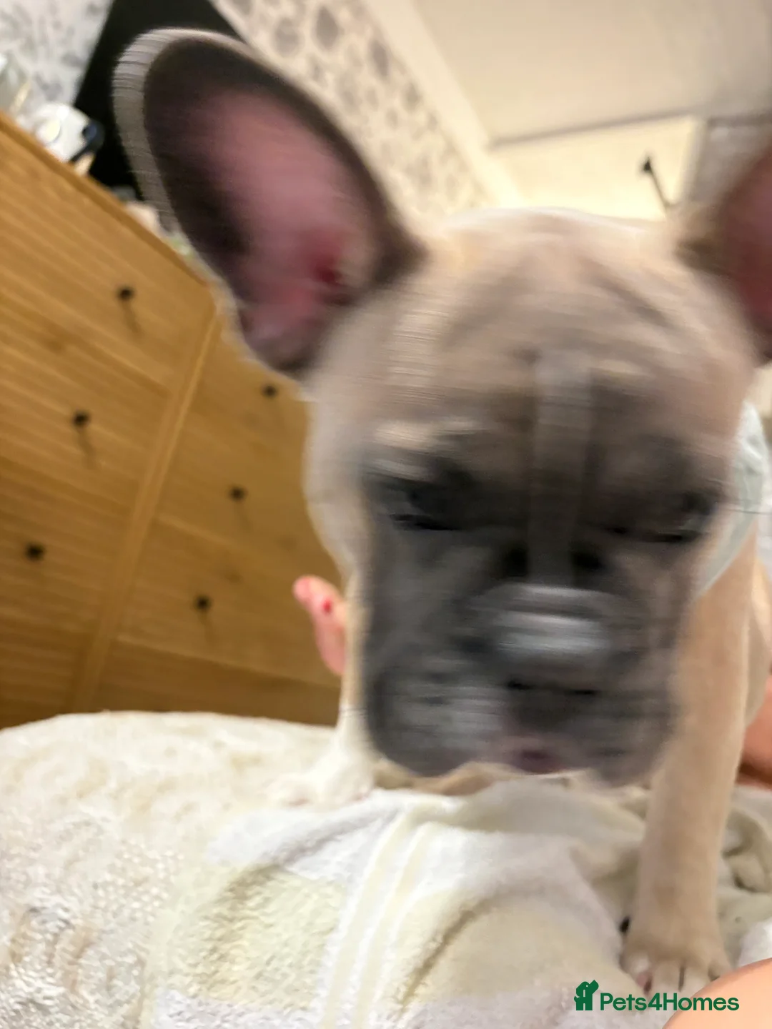 French Bulldog dogs for sale: French bulldog  - Advert 12