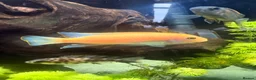 Cichlids fish for sale: Mix of CichlidS and others  - Advert 6