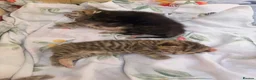 Mixed Breed cats for sale: Tabby/bengal kittens  - Advert 12