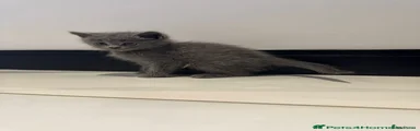 Russian Blue 1 Female