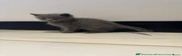 Russian Blue cats for sale: Russian Blue Cross Kittens Ready for New Homes - Advert 5