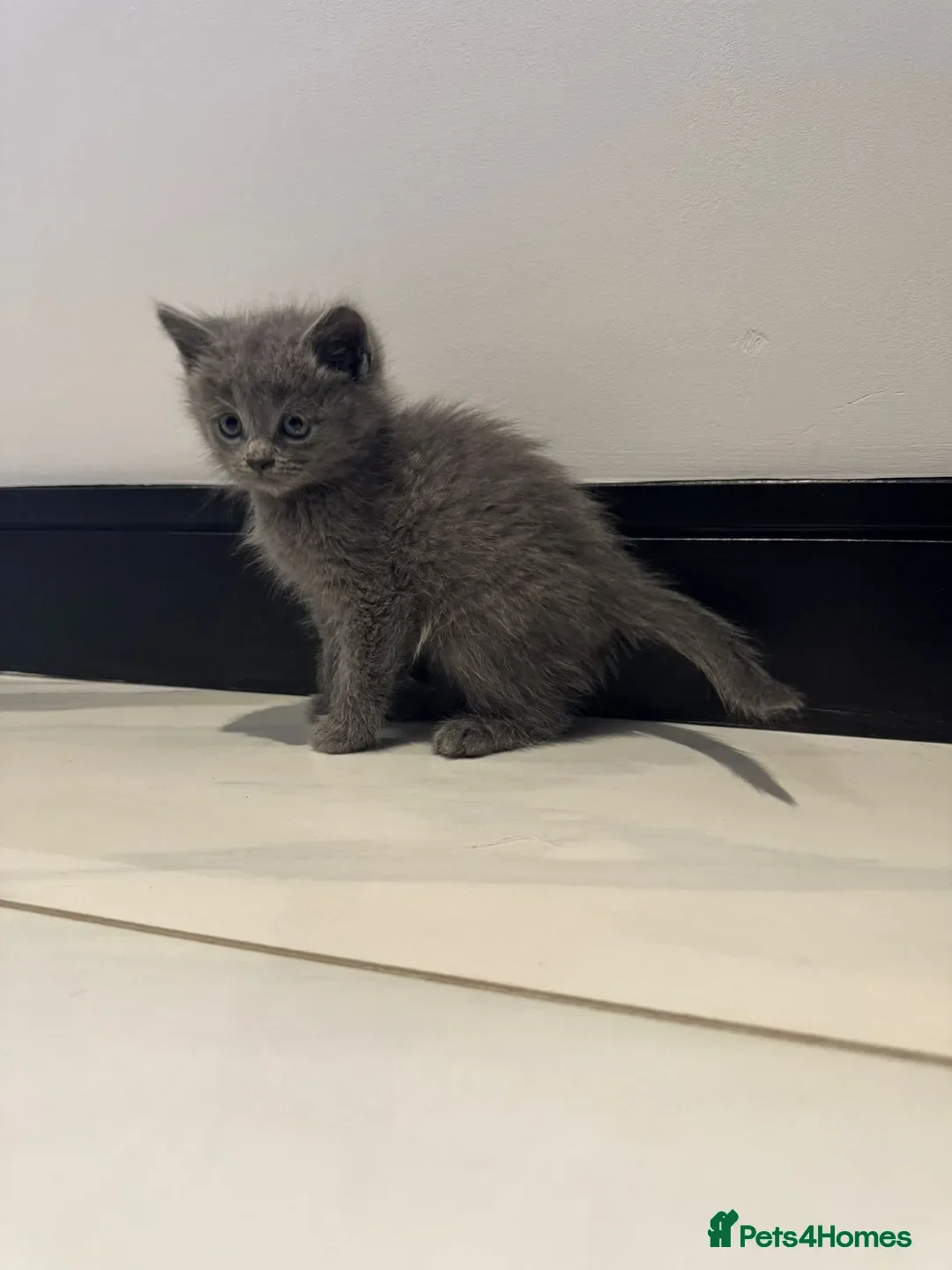 Russian Blue cats for sale: Russian Blue Cross Kittens Ready for New Homes - Advert 5