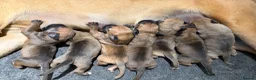 Boerboel dogs for sale: Stunning litter arrived- waitlist open - Advert 11