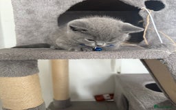 British Shorthair cats for sale: 8 week old British shorthair  - Image 6