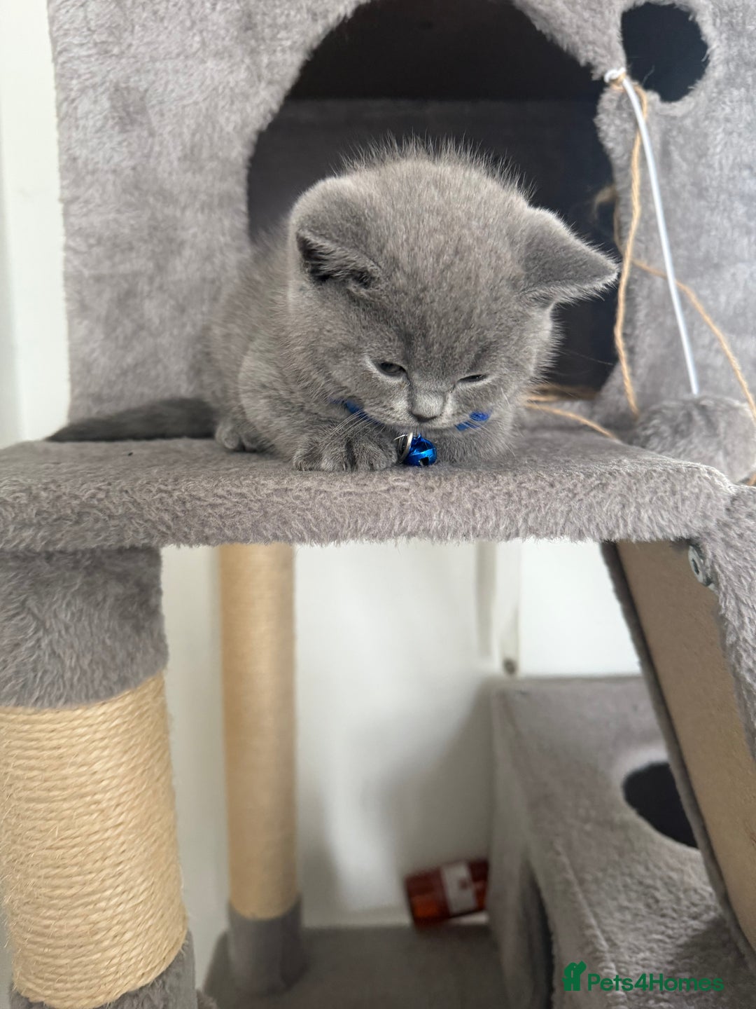 British Shorthair cats for sale: 8 week old British shorthair  - Image 6