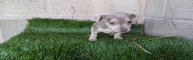 Jack Russell Puppy 1