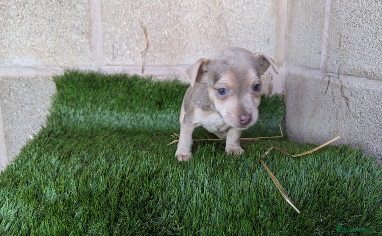 Jack Russell dogs Miniature Lilac jack Russells - Advert 1