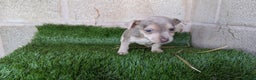 Jack Russell dogs for sale: Miniature Lilac jack Russells - Advert 10