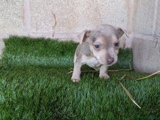 Jack Russell dogs Miniature Lilac jack Russells - Advert 2