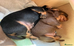 Miniature Dachshund dogs for sale: Kc Miniature dachshund smooth hair puppies  - Image 10
