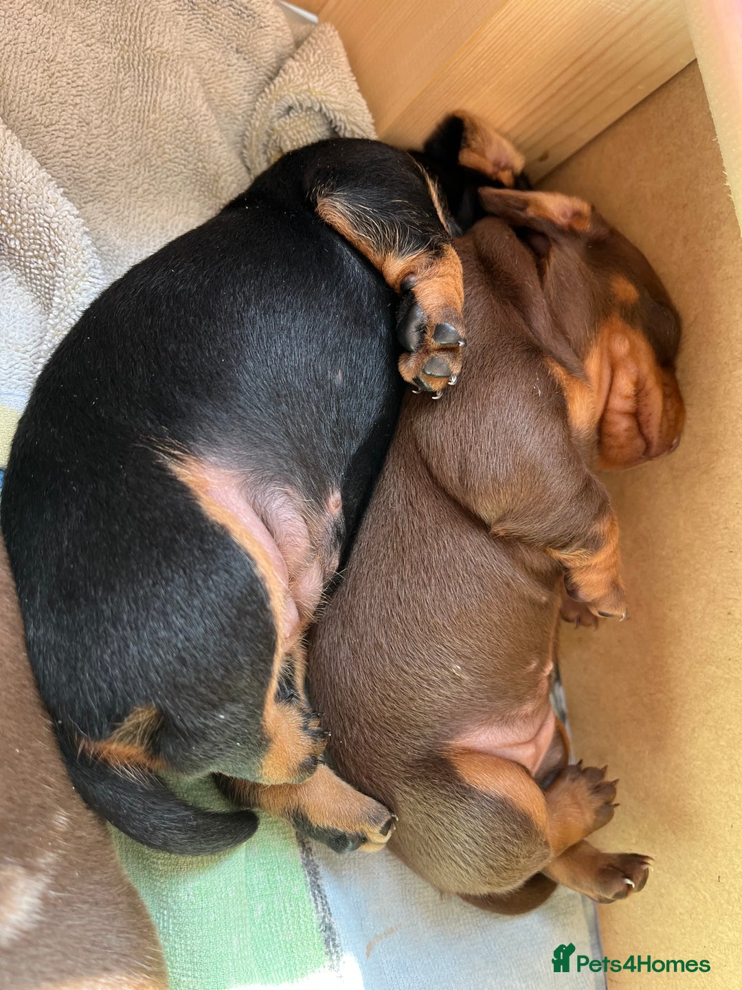Miniature Dachshund dogs for sale: Kc Miniature dachshund smooth hair puppies  - Image 10