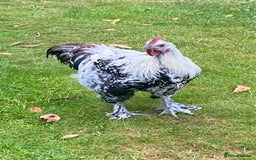 Chickens poultry for sale: 2 x Young cockerels free to a good home  - Image 3