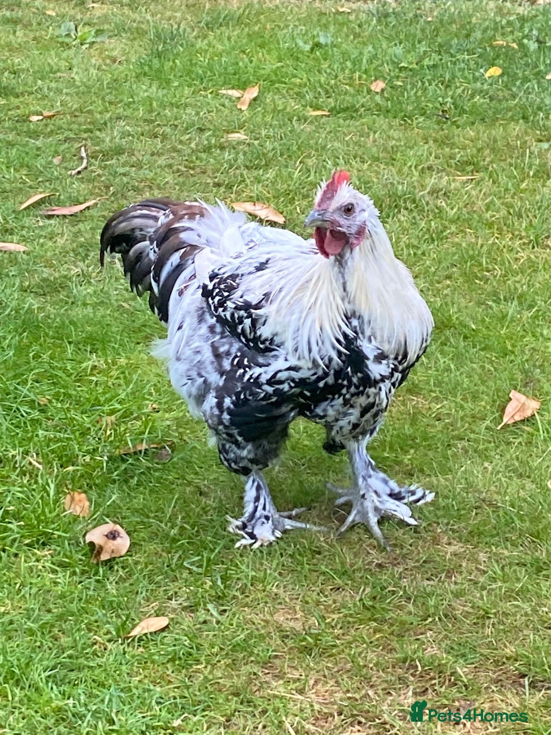 Chickens poultry for sale: 2 x Young cockerels free to a good home  - Image 3