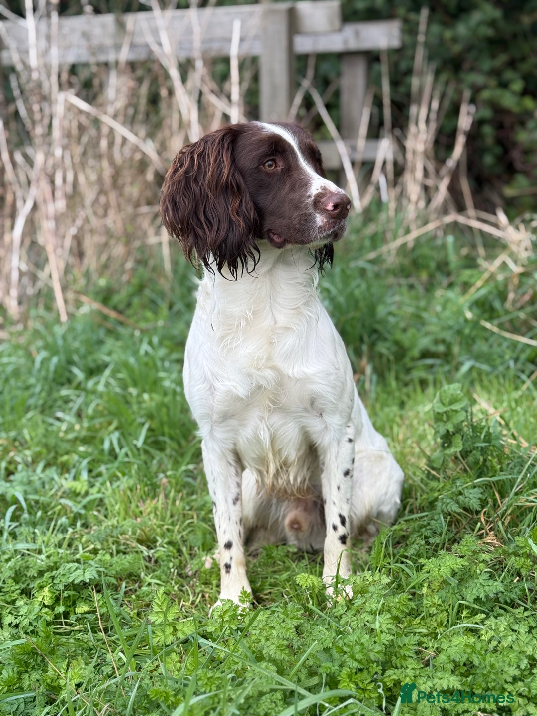 English Springer Spaniel dogs for stud: KC registered springer for stud - Advert 1