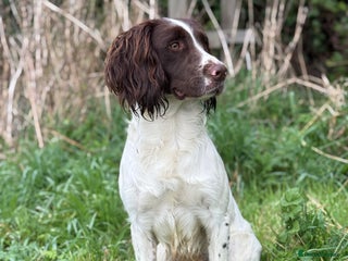 English Springer Spaniel dogs KC registered springer for stud - Advert 3